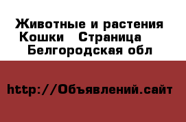 Животные и растения Кошки - Страница 2 . Белгородская обл.